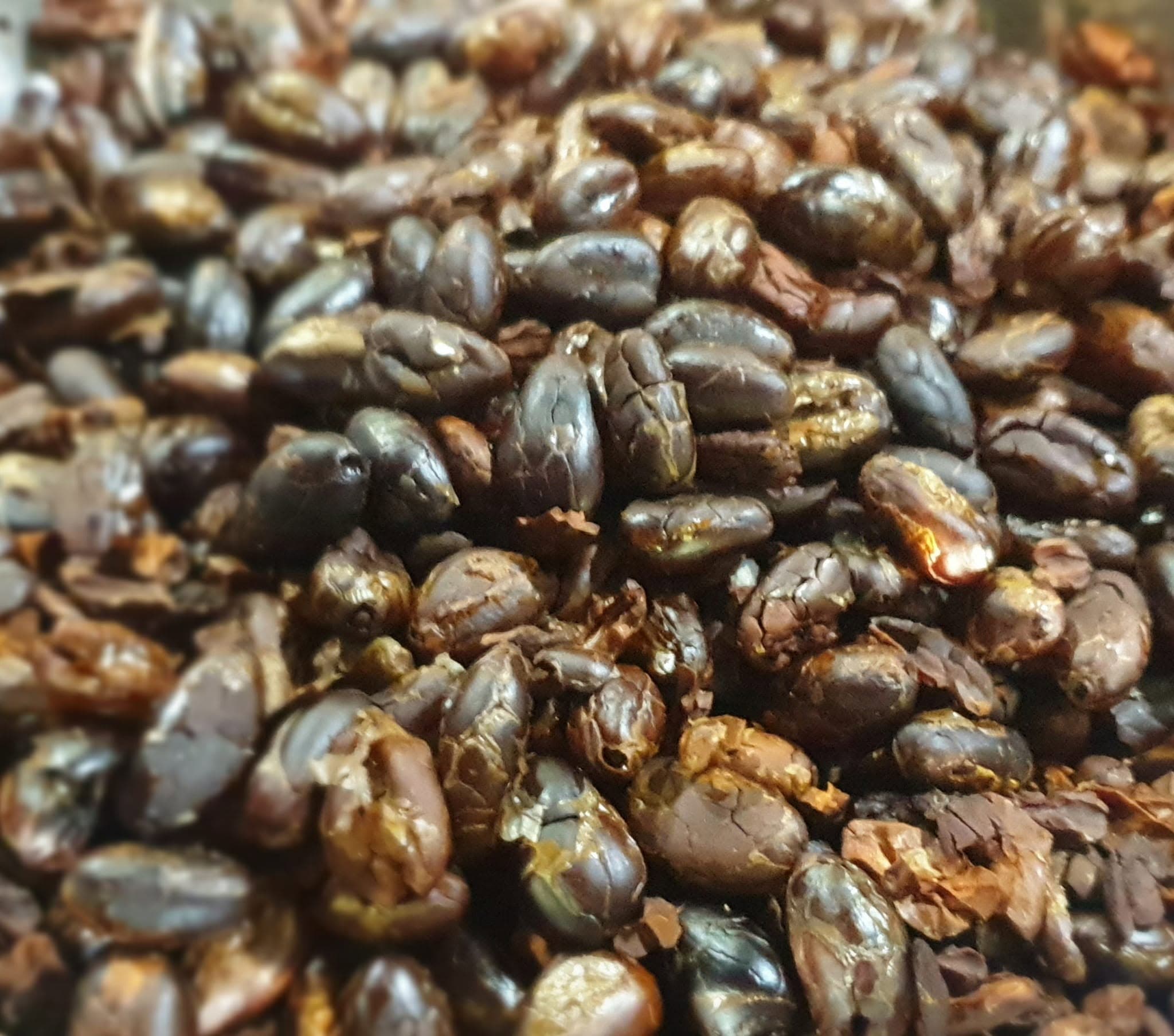 Close-up of cacao beans used by O Guia Chocolates